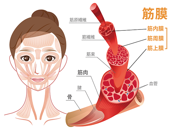 顔の筋膜